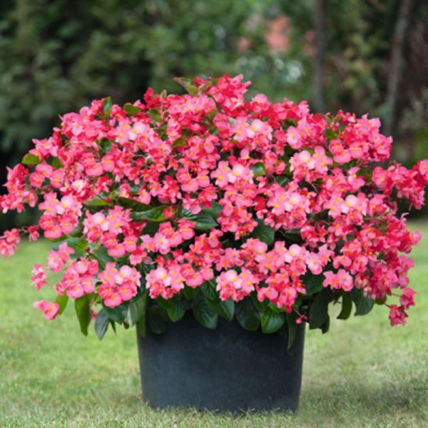 Насіння бегонії Біг Делюкс F1 рожева (rose) зелений лист /50 насінин/ *Benary*