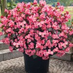 Бегония Биг Делюкс F1 розовая (rose) бронзовый лист /50 семян/ *Benary*