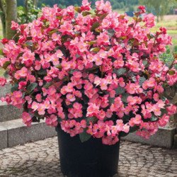 Бегонія Біг Делюкс F1 рожева (rose) бронзовий лист /50 насінин/ *Benary*
