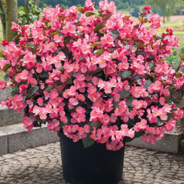 Насіння бегонії Біг Делюкс F1 рожева (rose) бронзовий лист /50 насінин/ *Benary*