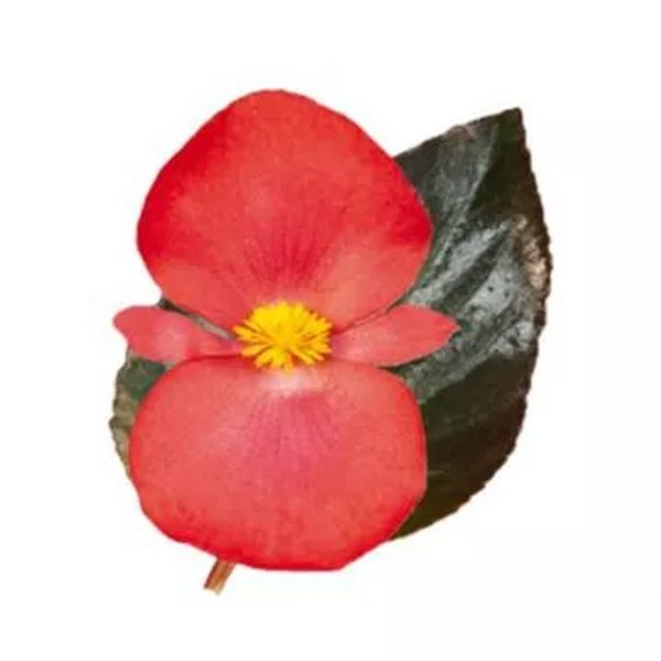 Семена бегонии Биг Делюкс F1 красная (red) бронзовый лист /50 семян/ *Benary*