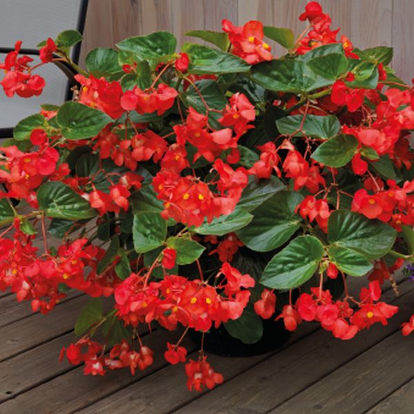 Семена бегонии Биг Делюкс F1 красная (red) зеленый лист /50 семян/ *Benary*