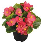 Бегонія Спрінт Плюс F1 ліпстік (lipstick) /1.000 насінин/ *Benary*