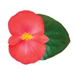 Бегонія Вікінг F1 корал флейм (coral flame) зелений лист /50 насінин/ *Sakata*