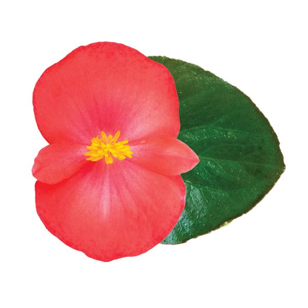 Семена бегонии Викинг F1 корал флейм (coral flame) зеленый лист /50 семян/ *Sakata*