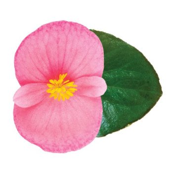 Бегонія Вікінг F1 пінк (pink) зелений лист /50 насінин/ *Sakata*
