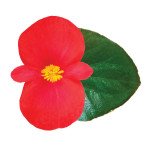 Бегония Викинг F1 красная (red) зеленый лист /50 семян/ *Sakata*