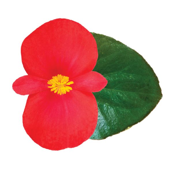 Семена бегонии Викинг F1 красная (red) зеленый лист /50 семян/ *Sakata*