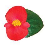 Бегония Викинг F1 скарлет (scarlet) зеленый лист /50 семян/ *Sakata*