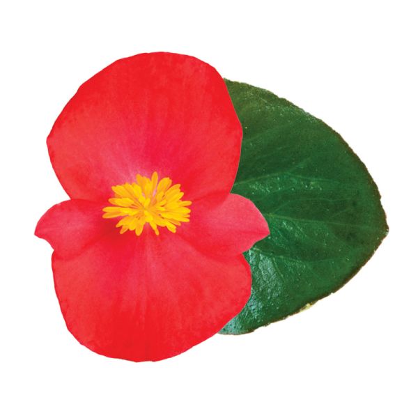 Семена бегонии Викинг F1 скарлет (scarlet) зеленый лист /50 семян/ *Sakata*