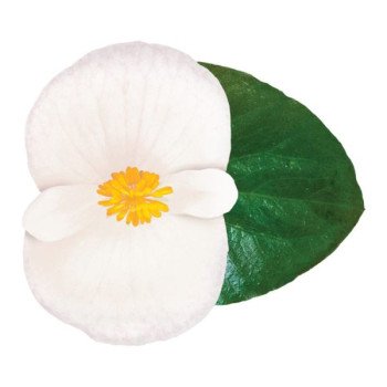 Бегонія Вікінг F1 біла (white) зелений лист /50 насінин/ *Sakata*