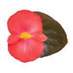 Бегонія Вікінг F1 корал флейм (coral flame) бронзовий лист /50 насінин/ *Sakata*