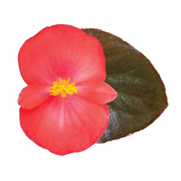 Семена бегонии Викинг F1 корал флейм (coral flame) бронзовый лист /50 семян/ *Sakata*