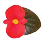 Бегония Викинг F1 красная (red) бронзовый лист /50 семян/ *Sakata*