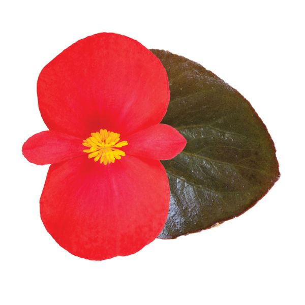 Семена бегонии Викинг F1 красная (red) бронзовый лист /50 семян/ *Sakata*