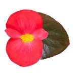 Бегония Викинг F1 розовая (rose) бронзовый лист /50 семян/ *Sakata*