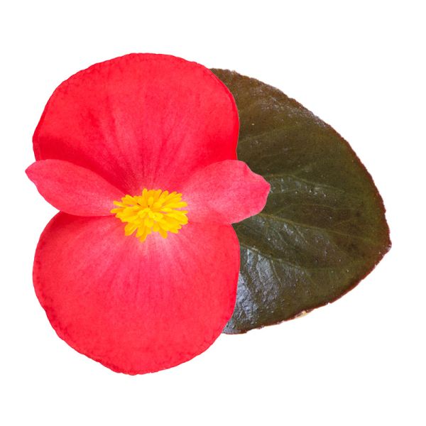 Насіння бегонії Вікінг F1 рожева (rose) бронзовий лист /50 насінин/ *Sakata*