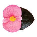 Бегонія Вікінг F1 пінк (pink) шоколадний лист /50 насінин/ *Sakata*
