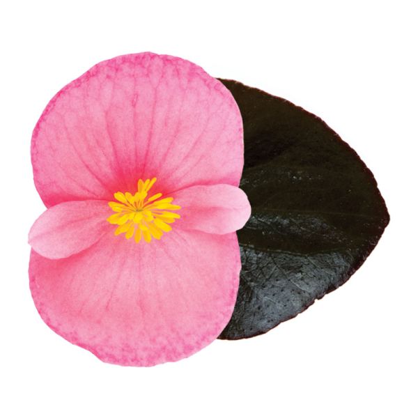 Насіння бегонії Вікінг F1 пінк (pink) шоколадний лист /50 насінин/ *Sakata*