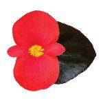 Бегонія Вікінг F1 червона (red) шоколадний лист /50 насінин/ *Sakata*