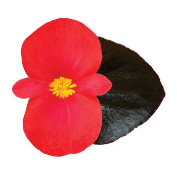 Бегонія Вікінг F1 червона (red) шоколадний лист /50 насінин/ *Sakata*