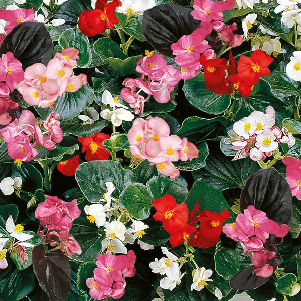 Насіння бегонії Інферно F1 суміш (mix) зелений лист /100 насінин/ *Sakata*
