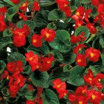 Бегония Инферно F1 красная (red) зеленый лист /100 семян/ *Sakata*