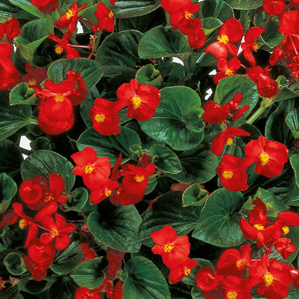Семена бегонии Инферно F1 красная (red) зеленый лист /100 семян/ *Sakata*