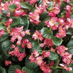 Бегония Инферно F1 розовая (rose) зеленый лист /100 семян/ *Sakata*
