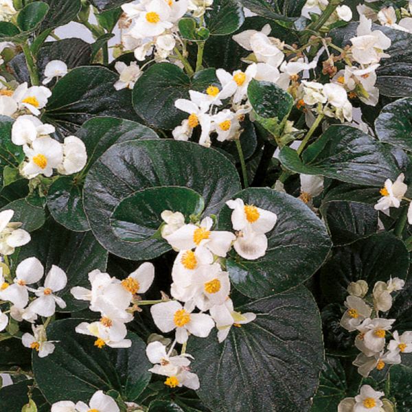 Семена бегонии Инферно F1 белая (white) зеленый лист /100 семян/ *Sakata*