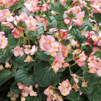 Бегонія Інферно F1 пінк (pink) зелений лист /100 насінин/ *Sakata*