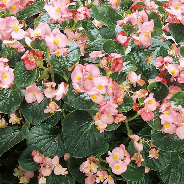 Семена бегонии Инферно F1 пинк (pink) зеленый лист /100 семян/ *Sakata*
