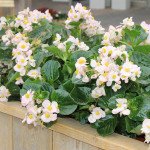 Бегонія Інферно F1 блашинг пінк (blushing pink) зелений лист /100 насінин/ *Sakata*