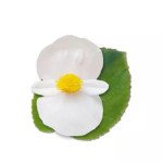 Бегонія Стоунхендж F1 біла (white) зелений лист /20 насінин (драже)/ *Benary*