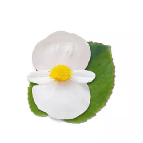 Насіння бегонії Стоунхендж F1 біла (white) зелений лист /20 насінин (драже)/ *Benary*