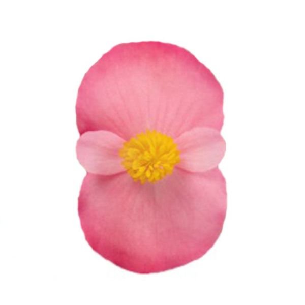 Насіння бегонії Стоунхендж F1 рожева (rose) зелений лист /20 насінин (драже)/ *Benary*