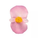 Бегония Стоунхендж F1 светло-розовая (light pink) зеленый лист /20 семян (драже)/ *Benary*