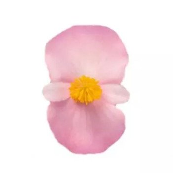 Бегонія Стоунхендж F1 світло-рожева (light pink) зелений лист /20 насінин (драже)/ *Benary*