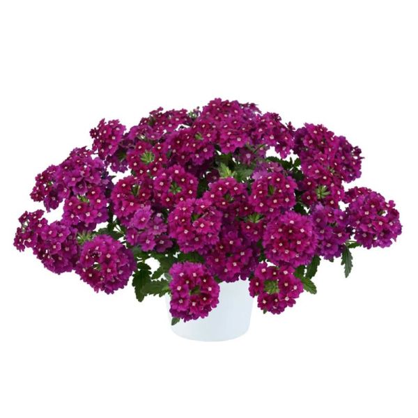 Насіння вербени гібридна маджента /3 г/ *W.Legutko*