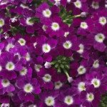 Вербена гибридная пурпурная с глазком /3 г/ *W.Legutko*