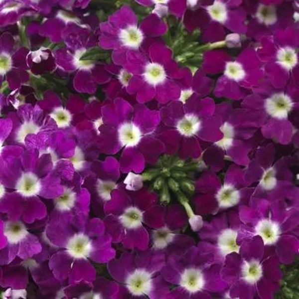 Насіння вербени гібридна пурпурова з вічком /3 г/ *W.Legutko*