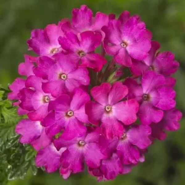 Насіння вербени гібридна рожева /3 г/ *W.Legutko*