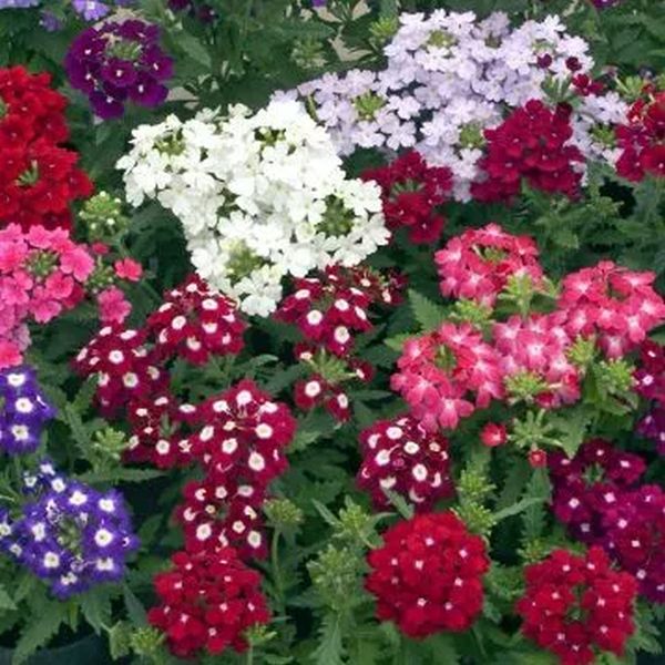 Насіння вербени гібридна суміш /5 г/ *W.Legutko*