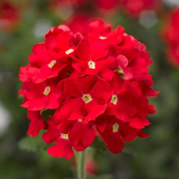 Насіння вербени гібридна червона /3 г/ *W.Legutko*