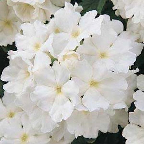 Насіння вербени Кварц F1 біла (white) /100 насінин/ *Pan American*