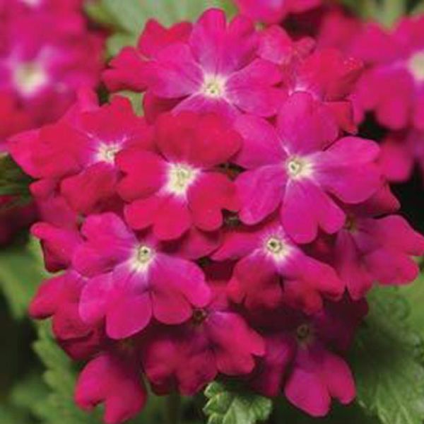 Насіння вербени Кварц XP F1 малинова (rose) /100 насінин/ *Pan American*