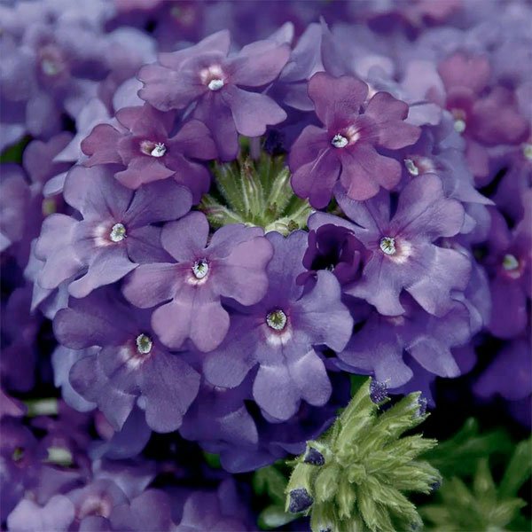 Насіння вербени Кварц F1 синя (blue) /100 насінин/ *Pan American*