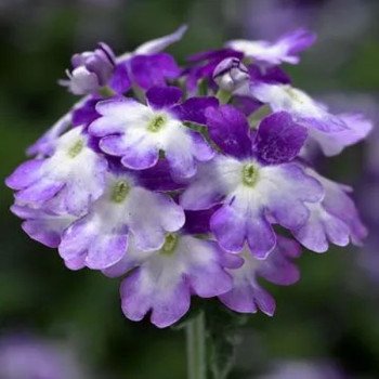 Вербена Тускани F1 пурпурная (purple) /100 семян/ *Syngenta*