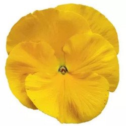 Виола Дельта F1 золотисто-желтая (golden yellow) /100 семян/ *Syngenta*