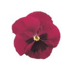 Виола Инспаер F1 карминовая с глазком (carmine blotch) /100 семян/ *Benary*